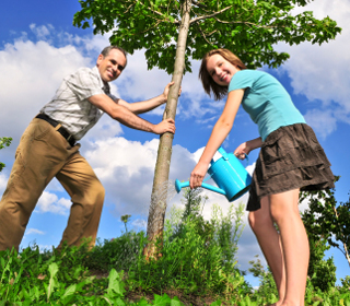 Planting a tree